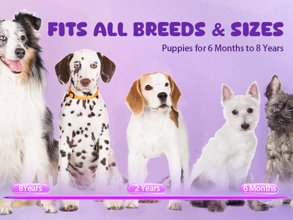 no barking device for dogs