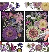 CONVELIFE Pressed Flowers, 40Pcs Real Nature Flowers Set with Tweezers, Dried Flowers for Resin D...