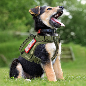hanshengday puppy dog vest