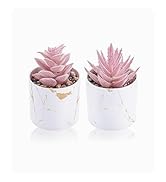 succulent plant