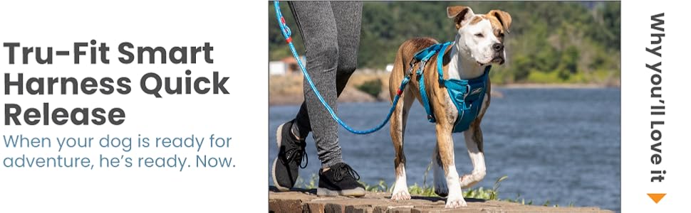 Dog walking next to owner while wearing the Tru-Fit Smart Harness Quick Release