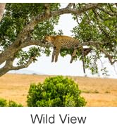 4G Camera for Wild View