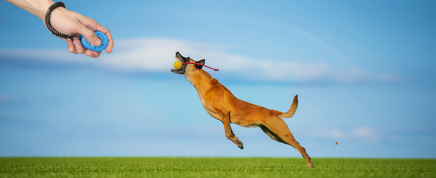 clicker dog trainer