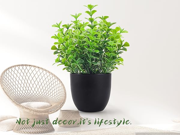 plants decor