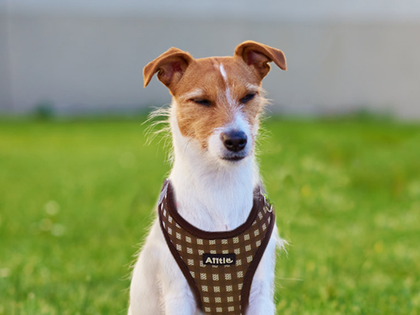  AIITLE Step-in Dog Vest Harness and Leash Set - Summer Mesh Plaid Vest Harness 