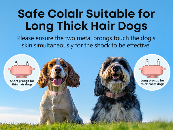shock collar