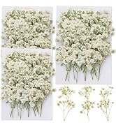 90Pcs Mini Dried Pressed Baby's Breath Flowers Bulk - Natural Flat Real White Gypsophila Baby Bre...