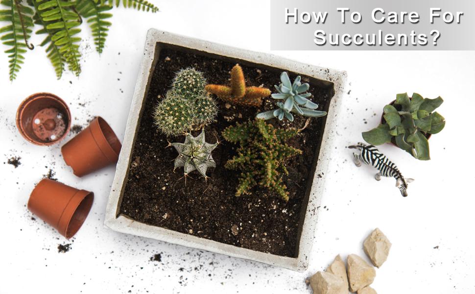 Succulent tools