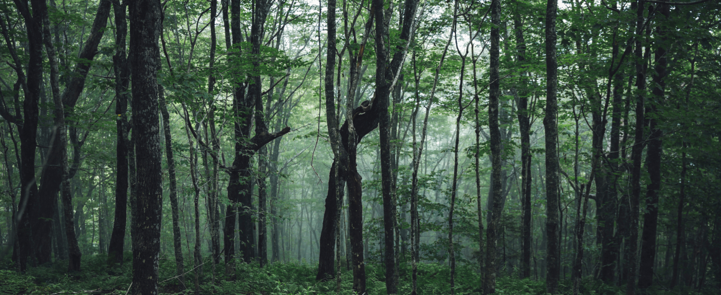 ecobees mission is to improve everyday life