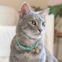 a cat stairing
