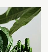 Utopia Home - Plant Pots Indoor with Drainage - 7/6.6/6/5.3/4.8 Inches Home Decor Flower Pots - P...