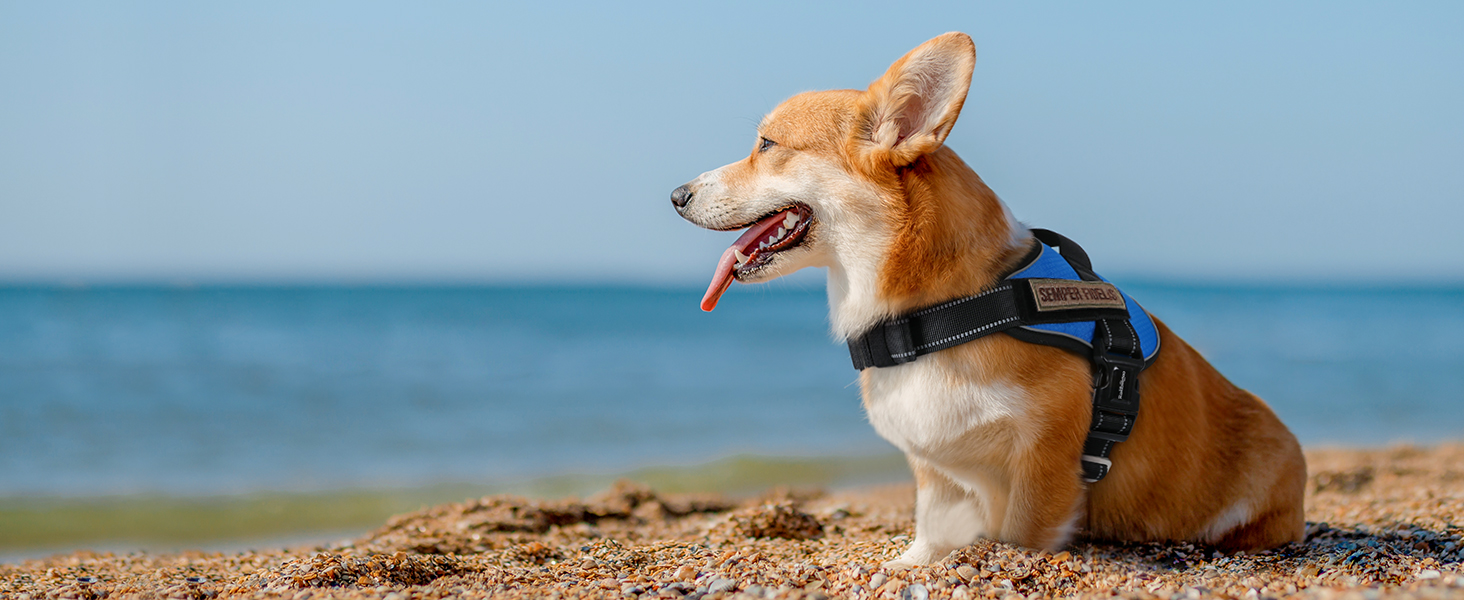 dog harness