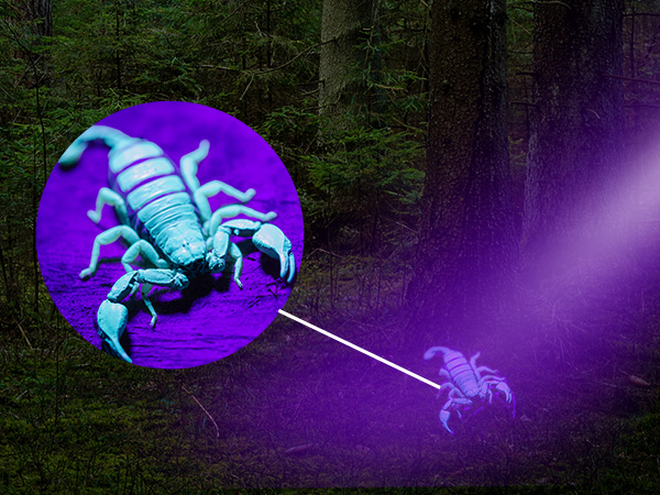 Easily authenticate currency, driver&amp;#39;s license, official identification