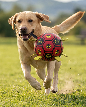 Dog Soccer Ball