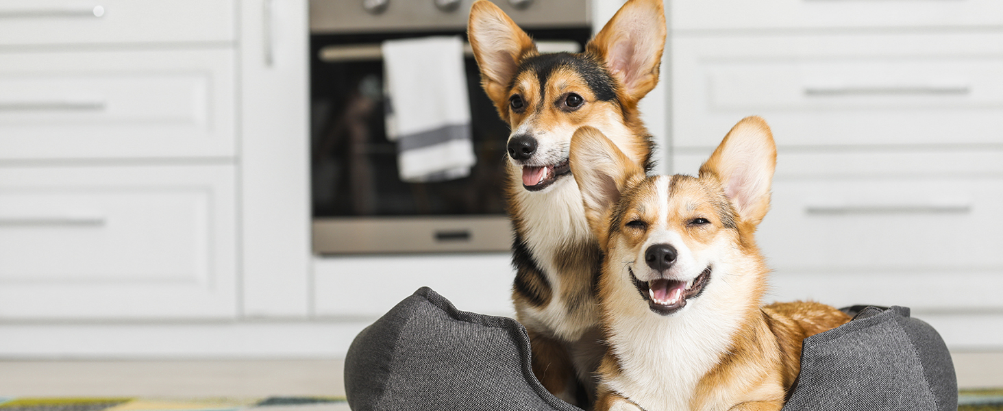 You can prepare pet food for your dogs, cats quickly, keep them healthy