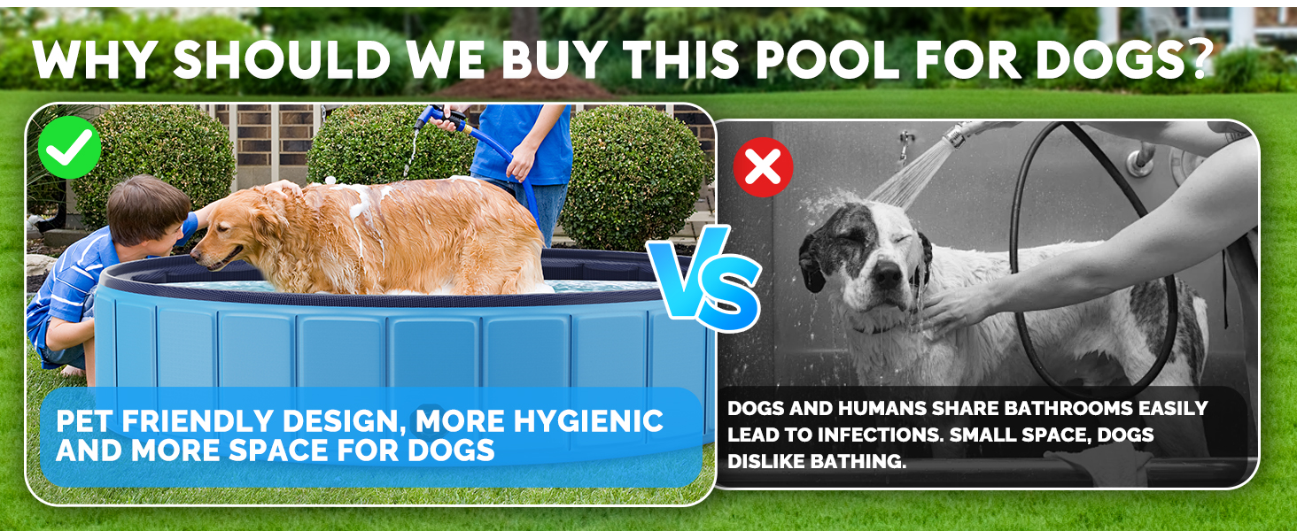 dog pool