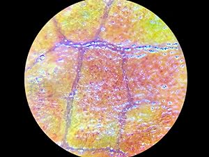 leaf under microscope, leaf under a microscope, microscope magnification, microscope images, carson