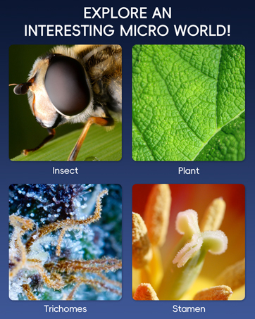 Text reads: 'EXPLORE AN INTERESTING MICRO WORLD!' Four-panel image showing microscopic views labeled 'Insect', 'Plant', 'Trichomes', and 'Stamen'.
