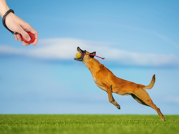 dog training