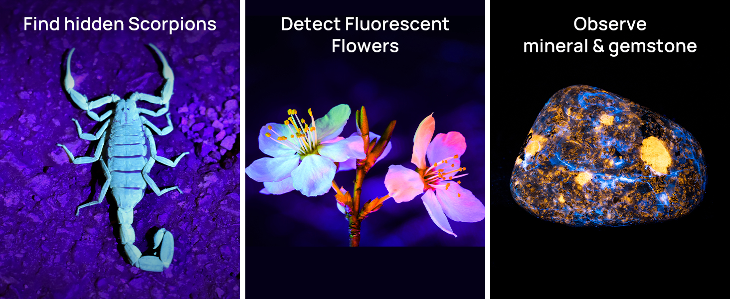 uv flashlgiht for scorpions