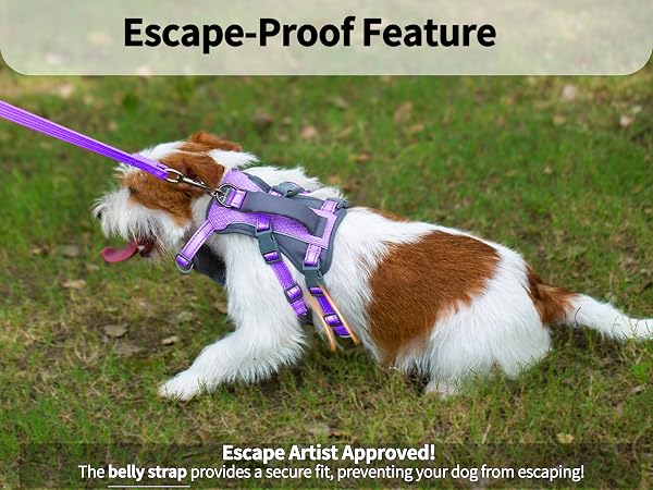 dog harness with handle