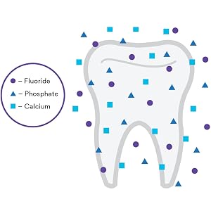 Fluoride, Calcium, Phosphate on tooth