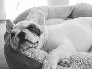 Make your pet enjoy fresh food and clean water