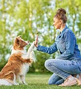 Paw Care