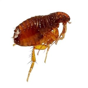 terro flea trap how it works