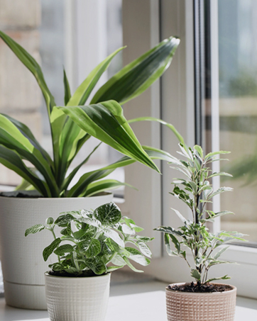 A sunny window with three vibrant plants.