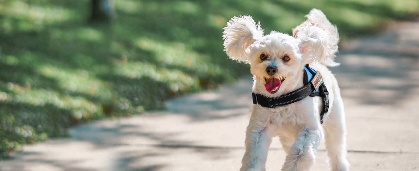 dog harness3-1