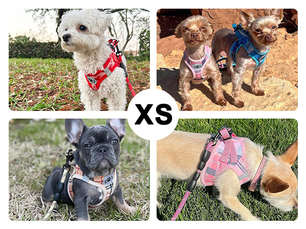 dog harness and leash set
