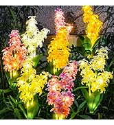 TONULAX Solar Garden Lights, Solar Hyacinth Flower Lights, Solar Lights for Outside, Solar Garden...