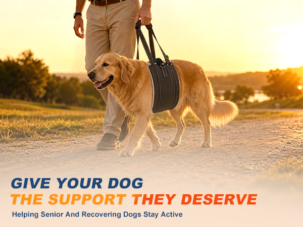 dog harness