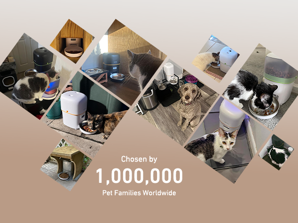 automatic cat feeder cat food dispenser pet feeder