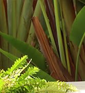 fake ferns