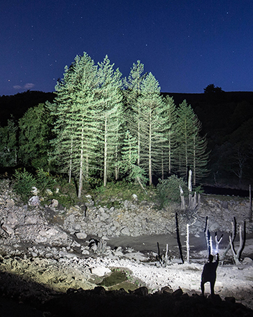 person walking through a forest illuminating her way with a flashlight