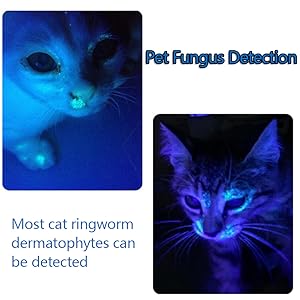 Pet Fungus Detection