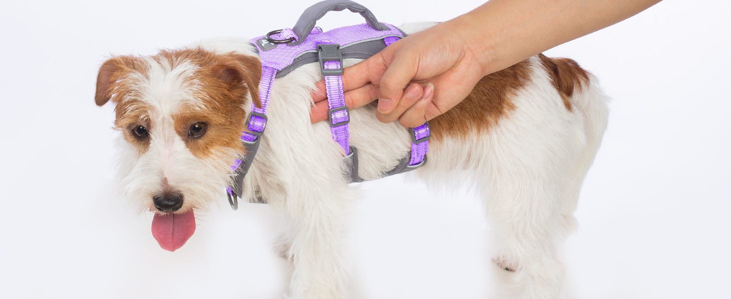 dog harness with handle 