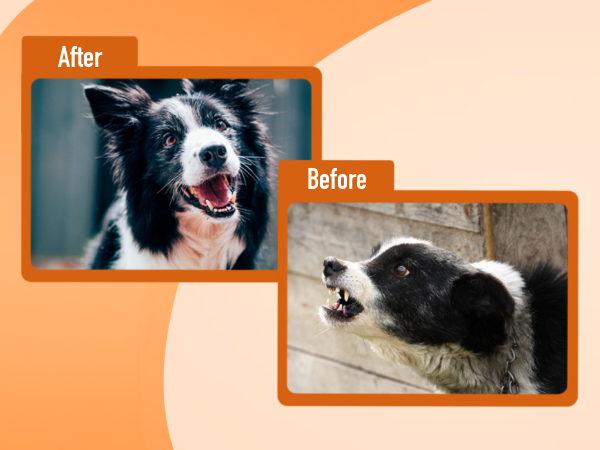 dog bark deterrent devices