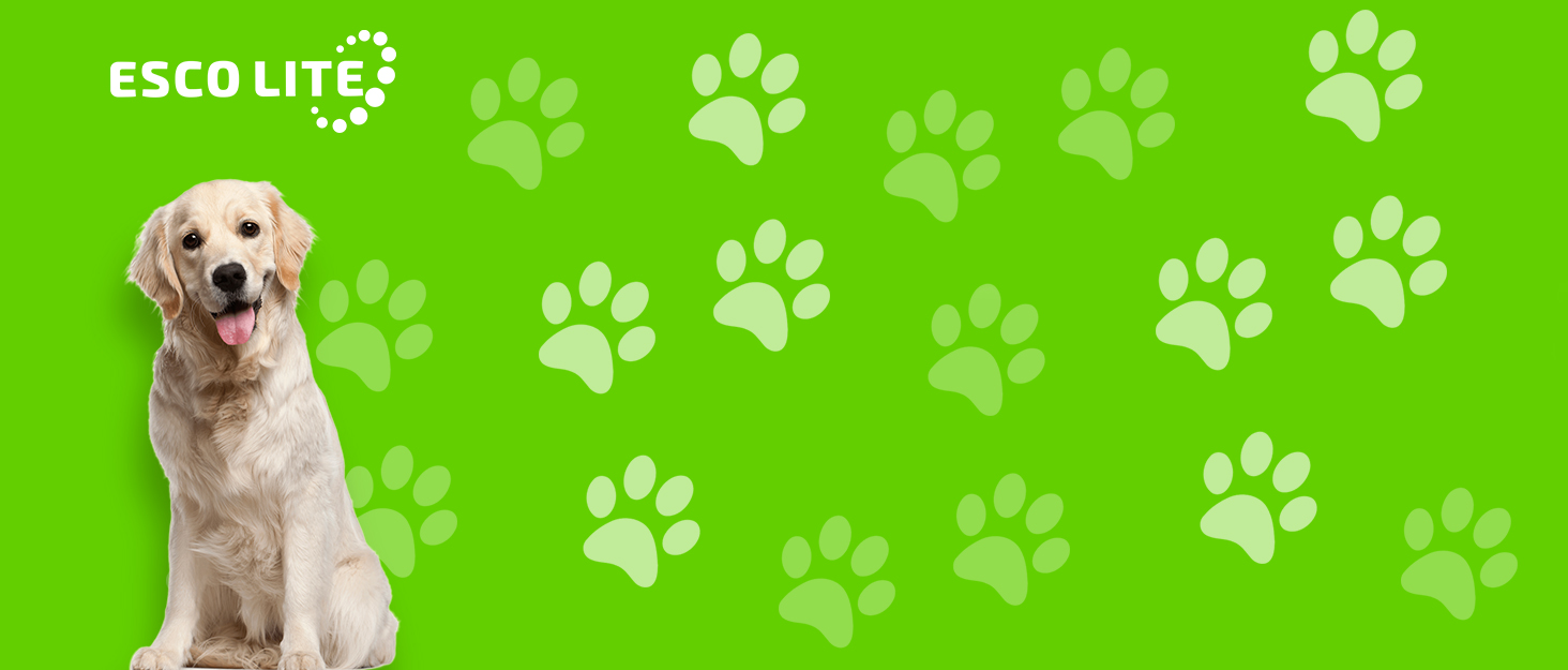 UV flashlight Black light