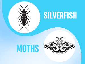 silverfish moths