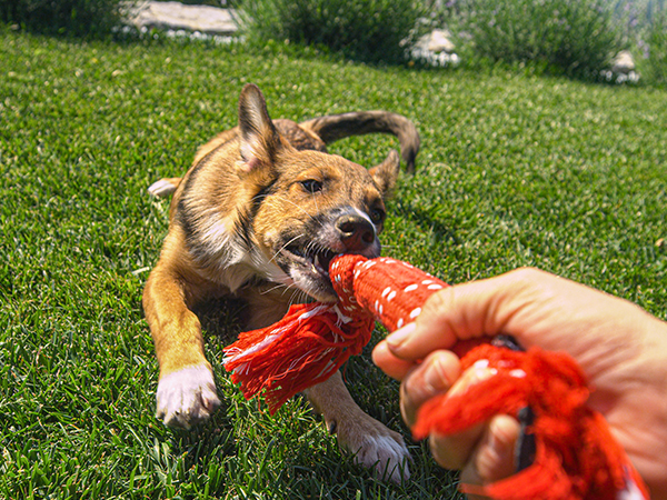 Fun with Pets