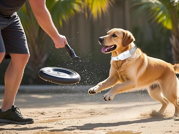 Dog Shock Collar