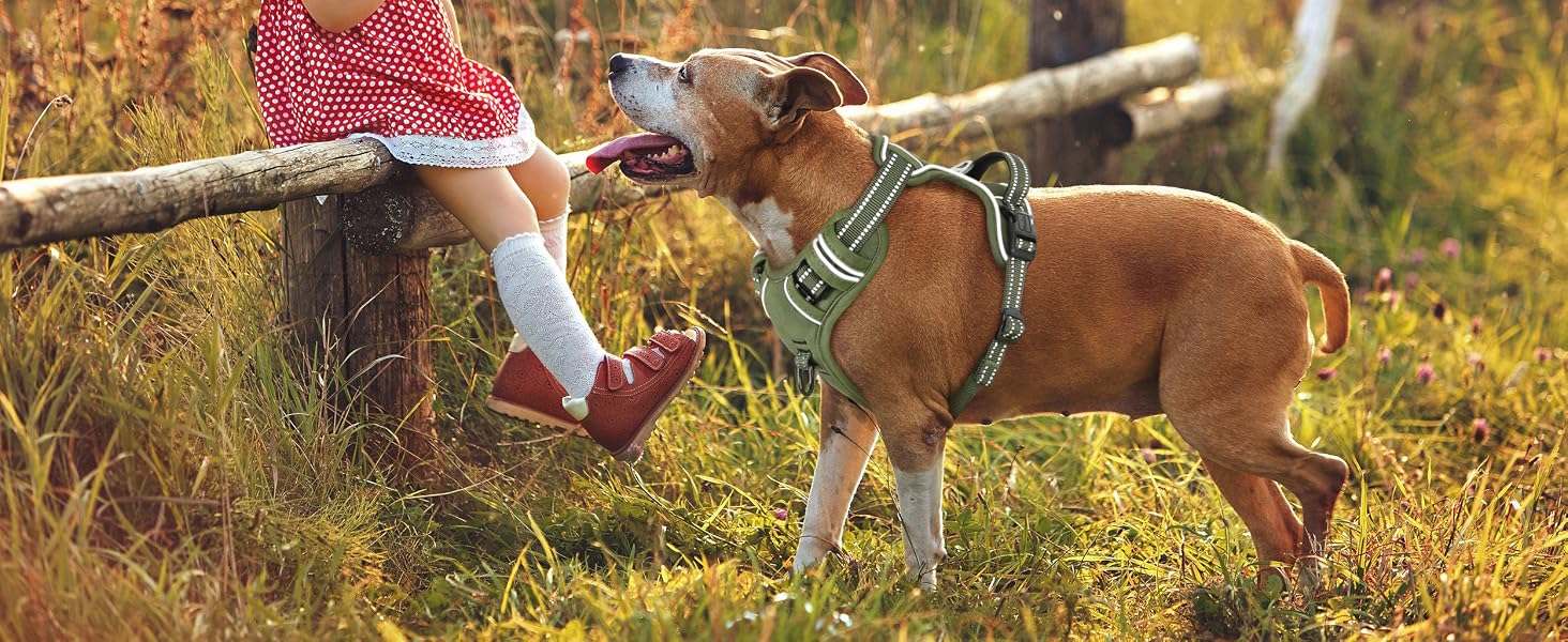 dog harness medium size dog