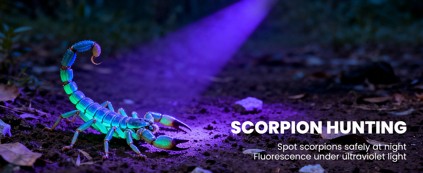 Scorpion Hunting