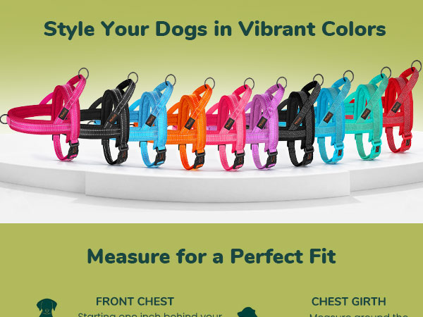 dog harness with dual clips