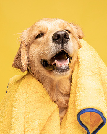 Pethroom_brand story