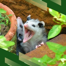 Opossum In Garden