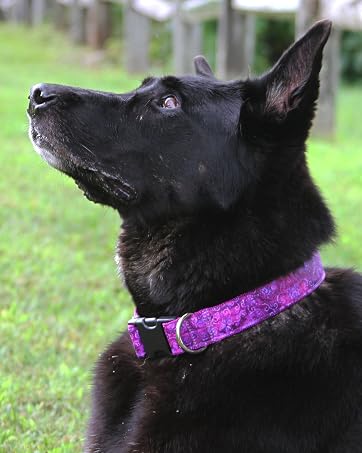 Dog Collar
